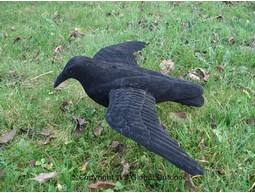 Flying crow decoy